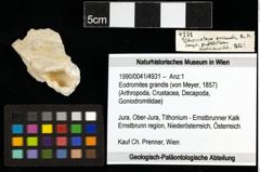 Foto (Objekt + Etiketten) von Eodromites grandis (von Meyer, 1857) 